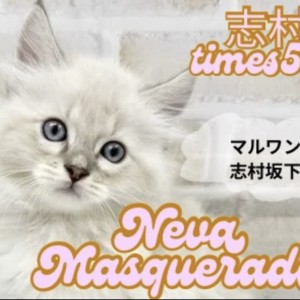 【 ネヴァマスカレード 】まるで妖精さんフワモコ天使のネヴァマスカレードが登場!