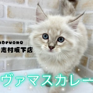 【 ネヴァマスカレード 】サファイアブルーの瞳を持ったネヴァマスカレードが登場!