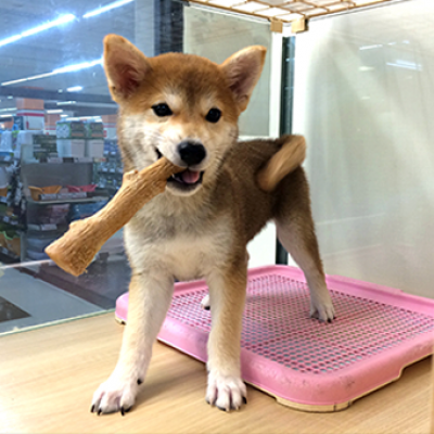 柴犬