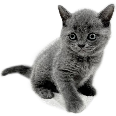 ブリティッシュショートヘア