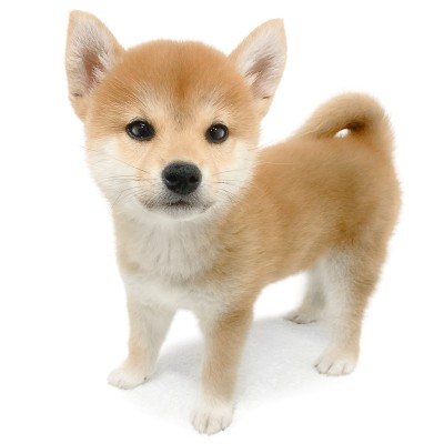 柴犬