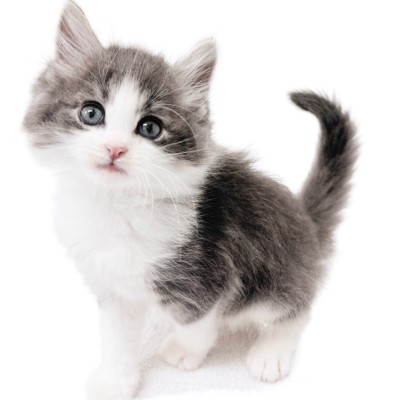 ノルウェージャンフォレストキャット