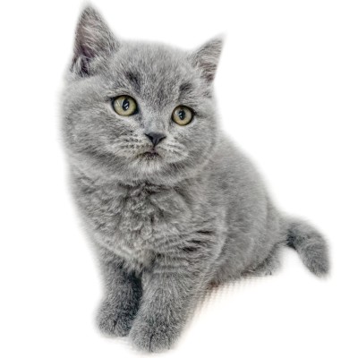 ブリティッシュショートヘア