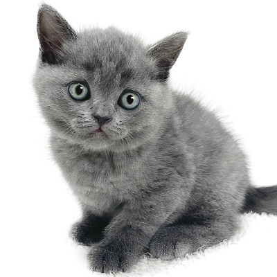 ブリティッシュショートヘア