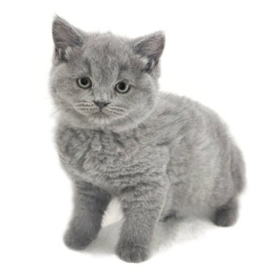 ブリティッシュショートヘア