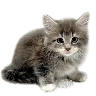 ノルウェージャンフォレストキャット