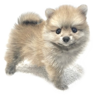 ポメラニアン