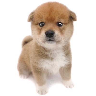 柴犬