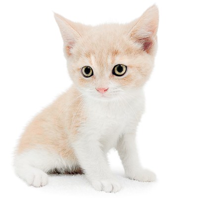 ブリティッシュショートヘア