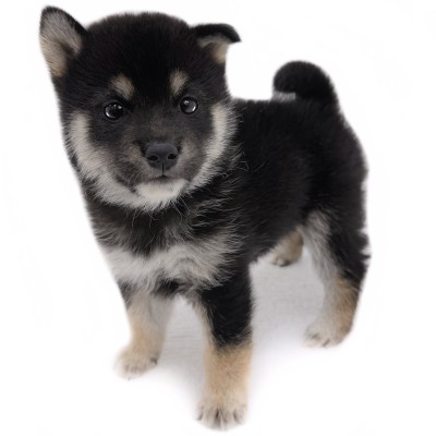 柴犬