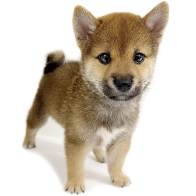 柴犬