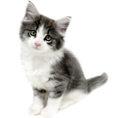 ノルウェージャンフォレストキャット