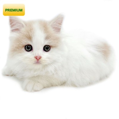 ノルウェージャンフォレストキャット