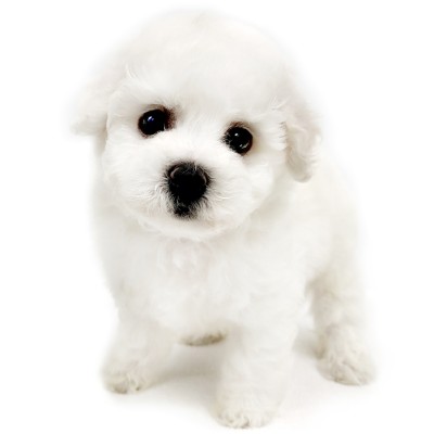 ビションフリーゼ