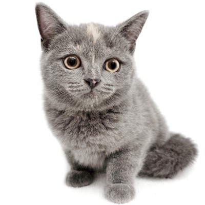 ブリティッシュショートヘア