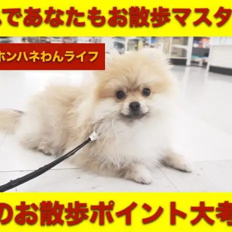 【 8/25本羽わんライフ 】犬種別にお散歩ポイントを解説！