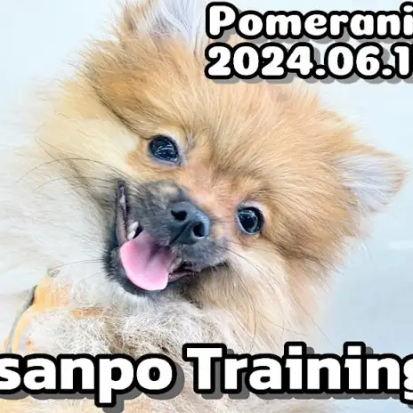 【 ポメラニアン成長ログ 】お散歩トレーニング！ドヤ顔が可愛いポメちゃま！
