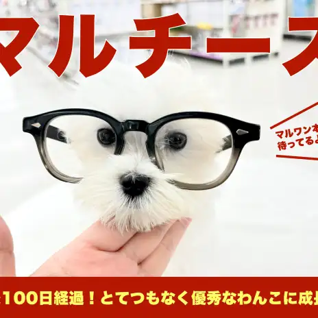 【 マルチーズ 】驚異的にお手入れの才能が開花！マルプーカラーが特徴的な男の子！