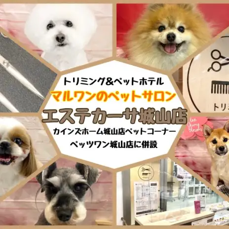 【お迎え後も安心】お手入れについてトリマーにも相談できるペッツワン城山店