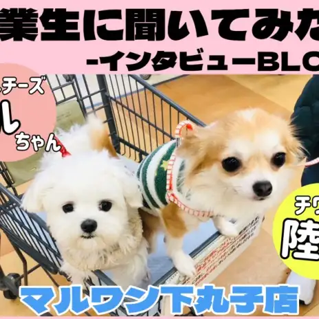 【 下丸子店卒業生インタビューVol.2 】愛犬との出会いから広がる優しい世界
