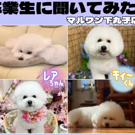 【 卒業生インタビューVol. 4 】まんまるふわもふ癒し犬！ビションフリーゼ編