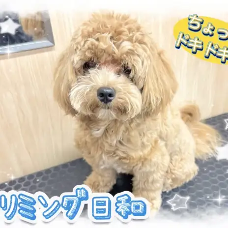 【 トリミング日和 】城山トリミング日和 No.24『チャコちゃん』