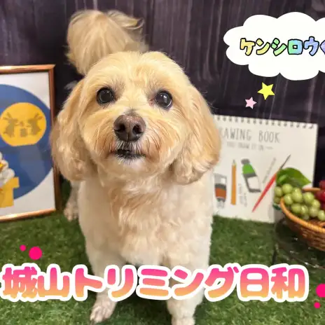 【 城山トリミング 】城山トリミング日和 No.26『ケンシロウちゃん』
