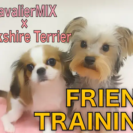 【 ペキキャバ＆ヨーキー 】犬同士の社会性・力加減を学ぶ絶好のチャンス！