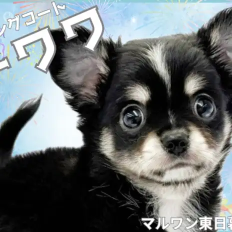 【 チワワ 】存在感抜群!ブラックタン&ホワイトのイケメン登場!