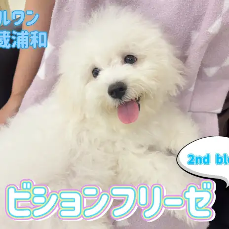 【 ビションフリーゼ 】生後4ヶ月を迎えたおっとりフレンドリーな性格の男の子