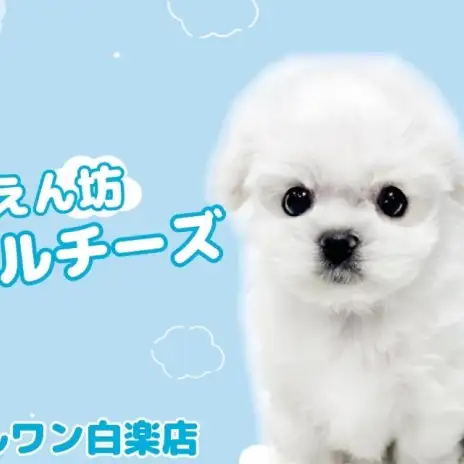 【 マルチーズ 】とびきり可愛い小さな王子様が白楽店にやってきた!