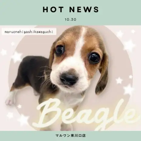 【 ビーグル 】最高の家庭犬が仲間入り!小柄で超フレンドリーな女の子をご紹介!