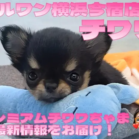 【 チワワ 】入店から10日経過！お問い合わせ急増中のQ&Aを大公開！