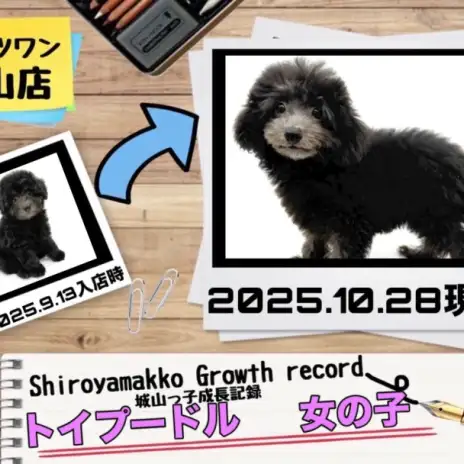 【 トイプードル 】城山っ子成長報告！2025年10月28日