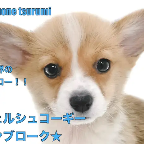 【 ウェルシュコーギーペンブローク 】チャーミングで魅力溢れる男の子！！