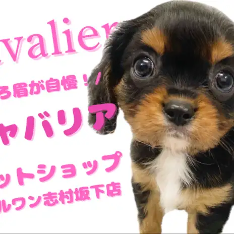 【 キャバリア 】気品と愛嬌の黄金バランス！ブラック＆タンのキャバリアが登場！