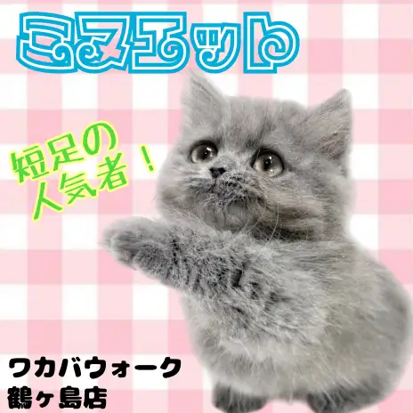 【 ミヌエット 】短い脚がとっても可愛い!温厚で甘えん坊な女の子