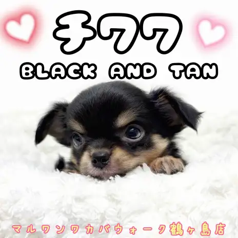 【 チワワ・ロングコート 】小柄な相棒、不動の人気者ブラックタンチワワ