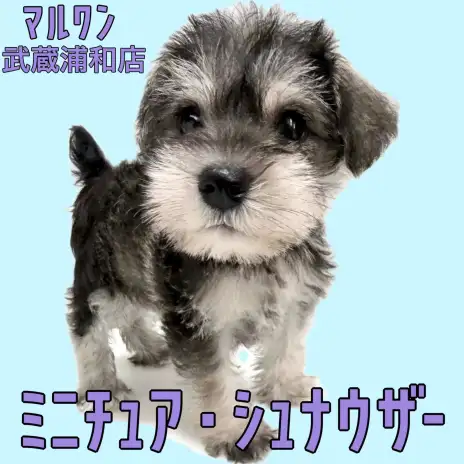【 ミニチュア・シュナウザー 】童顔で癒し系なソルト＆ペッパーの女の子が登場