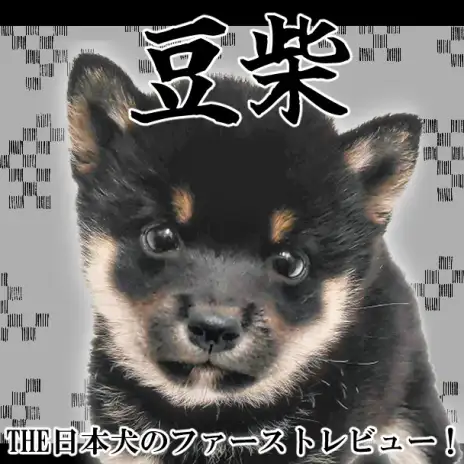 【 豆柴 】小さな体にギュッと詰まった日本の美！黒豆柴の男の子が登場！