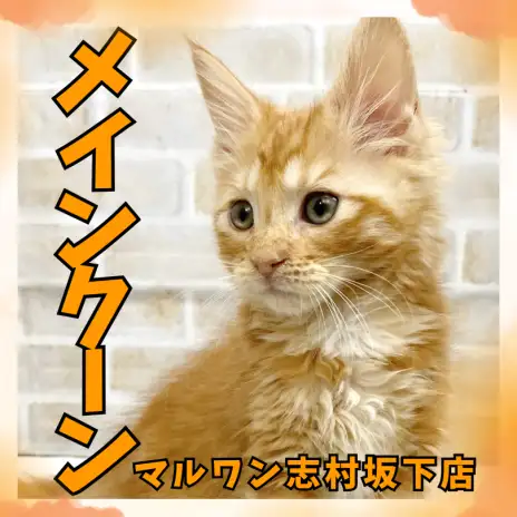 【 メインクーン 】大型猫のメインクーンちゃんが板橋区のペットショップに入店！