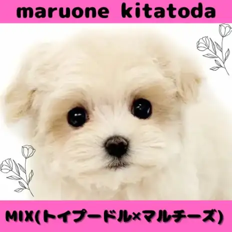 【 MIX 】一目惚れ注意!最上級の可愛さ誇るプーマルの女の子入店!