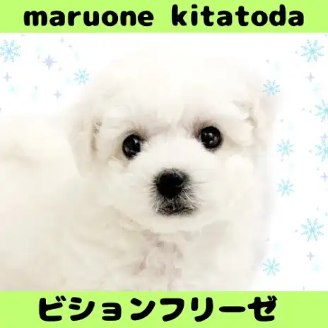 【 ビションフリーゼ 】目指せアフロ犬！ビションフリーゼの男の子をご紹介！