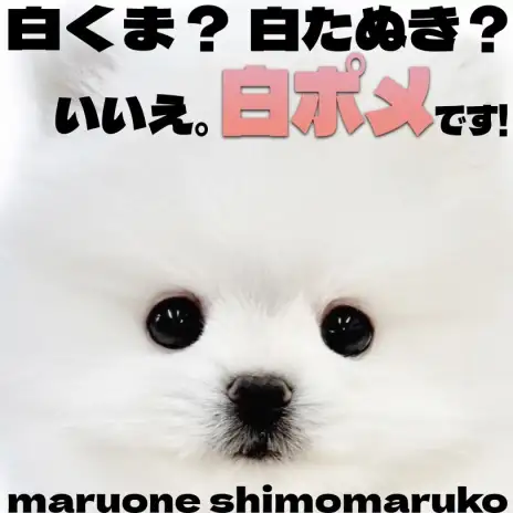 【 ポメラニアン 】抜群の愛らしさを持つミニ白たぬきポメとの出会いは下丸子店で！