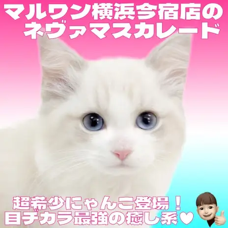 【 ネヴァマスカレード 】超希少種！ブルーの瞳が神秘的な究極のおっとりニャンコ！