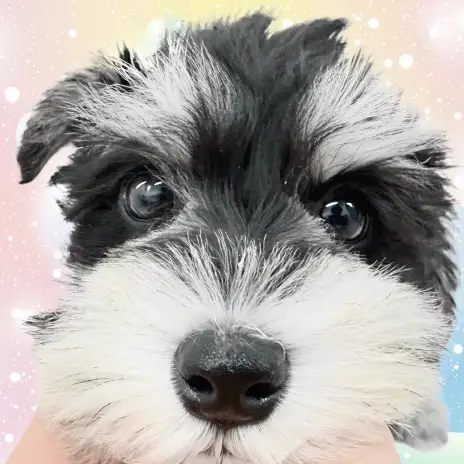 【 ミニチュアシュナウザー 】マルワン横浜元町店がシュナウザーを勧める5つの理由!