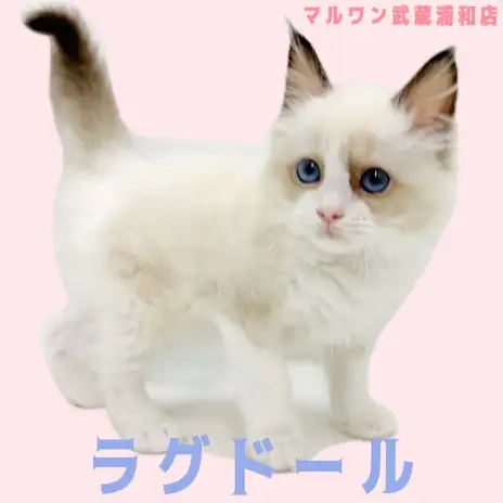 【 ラグドール 】穏やかな性格が魅力の癒し系シールポイントバイカラーの男の子