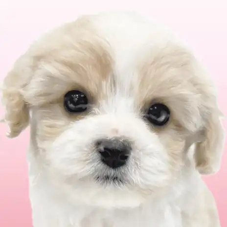 【 キャバション 】速報!!大人気の可愛いすぎるMIXちゃんが白楽店に仲間入り!