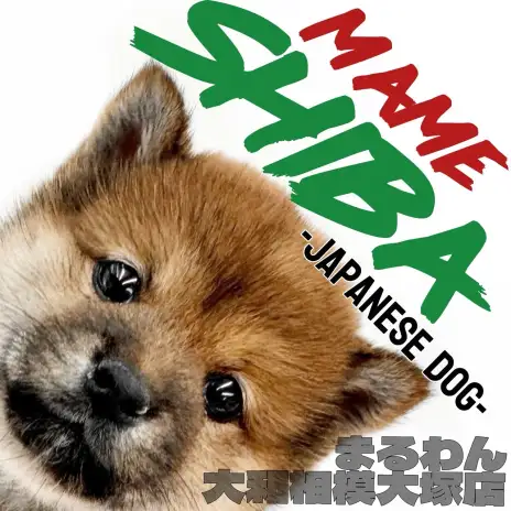 【 豆柴 】心を和ませる小さな紳士！癒しと可愛さが詰まった小さな日本犬が登場