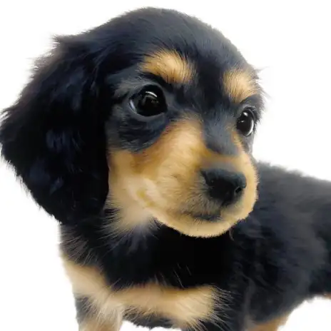 【 カニンヘンダックスフント 】人気のブラックタンカラー！小柄な短足ガール登場！